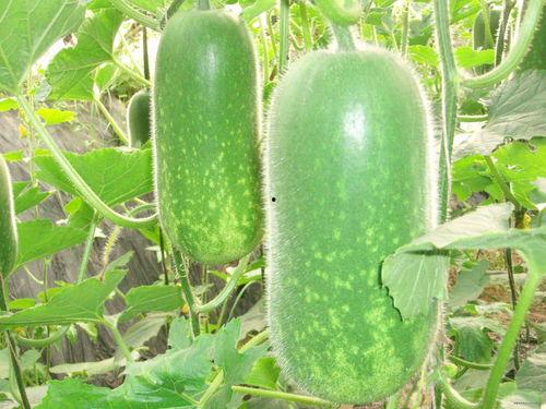 朝阳号外官网免费吃瓜 网红大瓜图片,朝阳号外官网免费吃瓜活动精彩瞬间