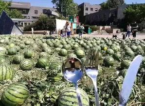 朝阳吃瓜群众网